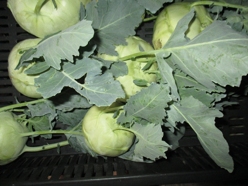 Bio új fehér Karalábé (db)