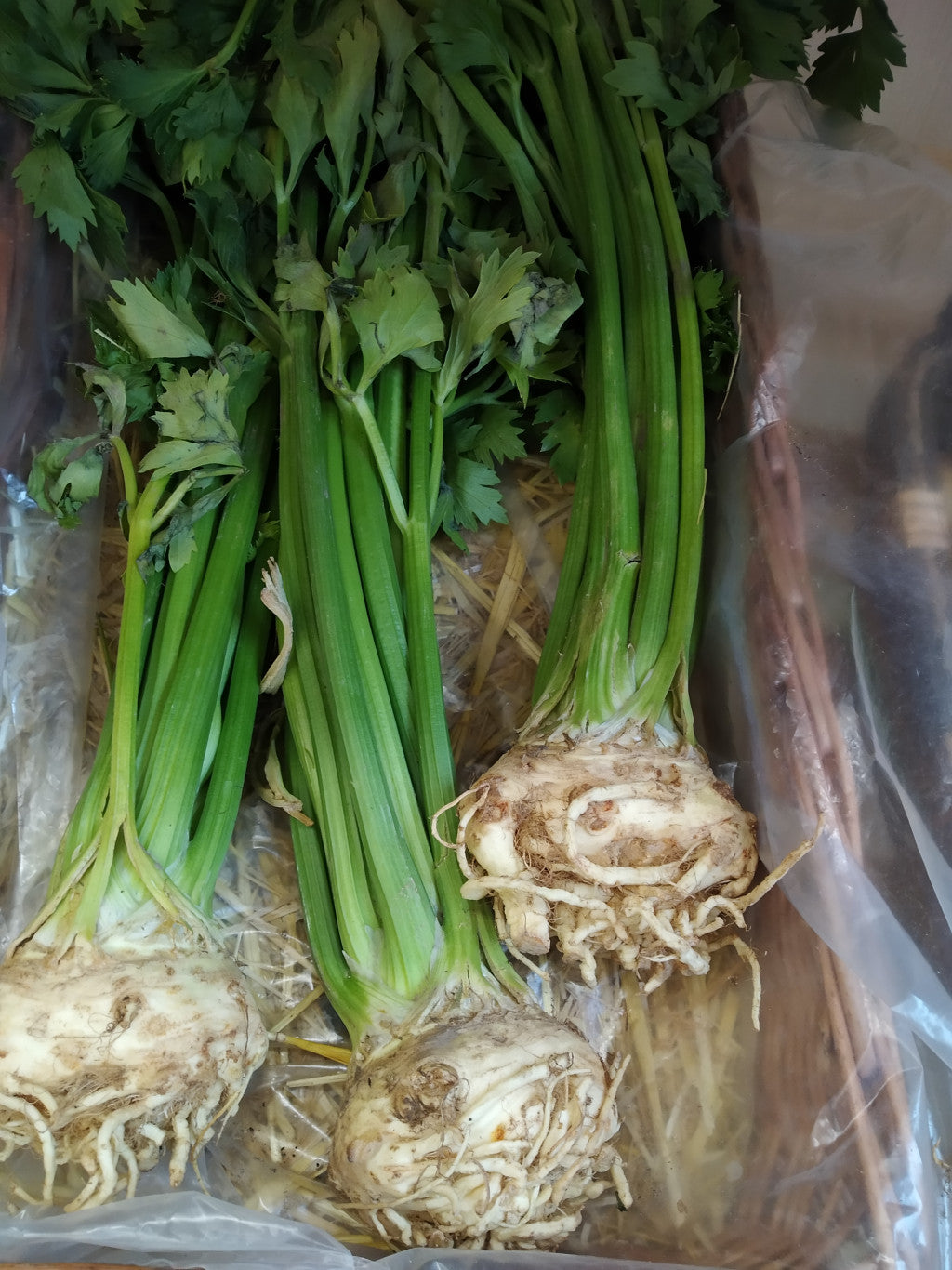 BIO leveles Zeller gumó