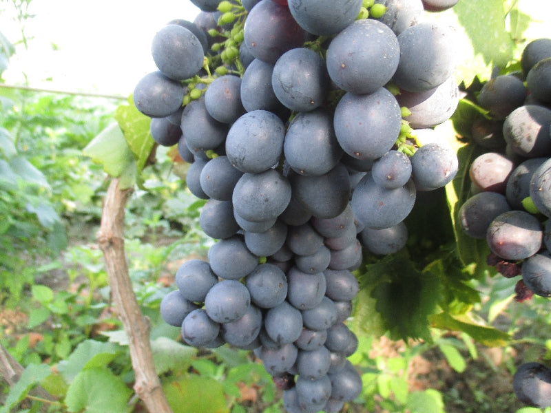 Bio csemege Szőlő -kék