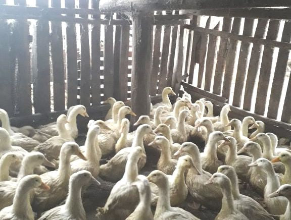 Tisztított pecsenye kacsa -bontott -2,8 -3,2 kg