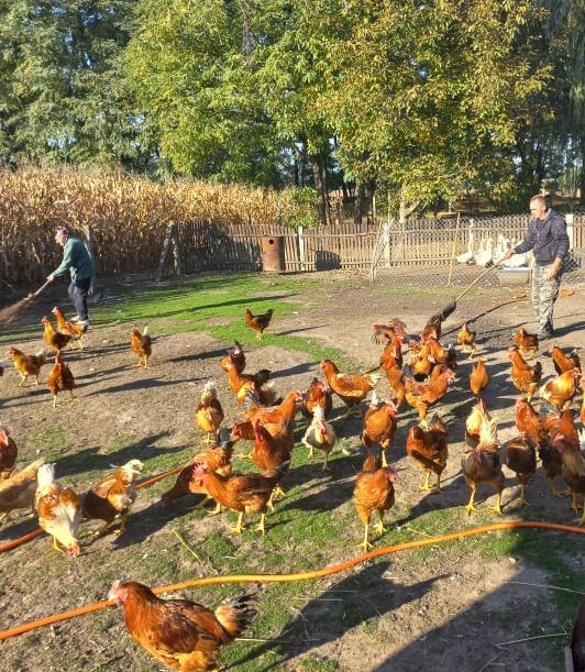 Tisztított, fiatal kakas -egészben -kb.1,7-2,2 kg