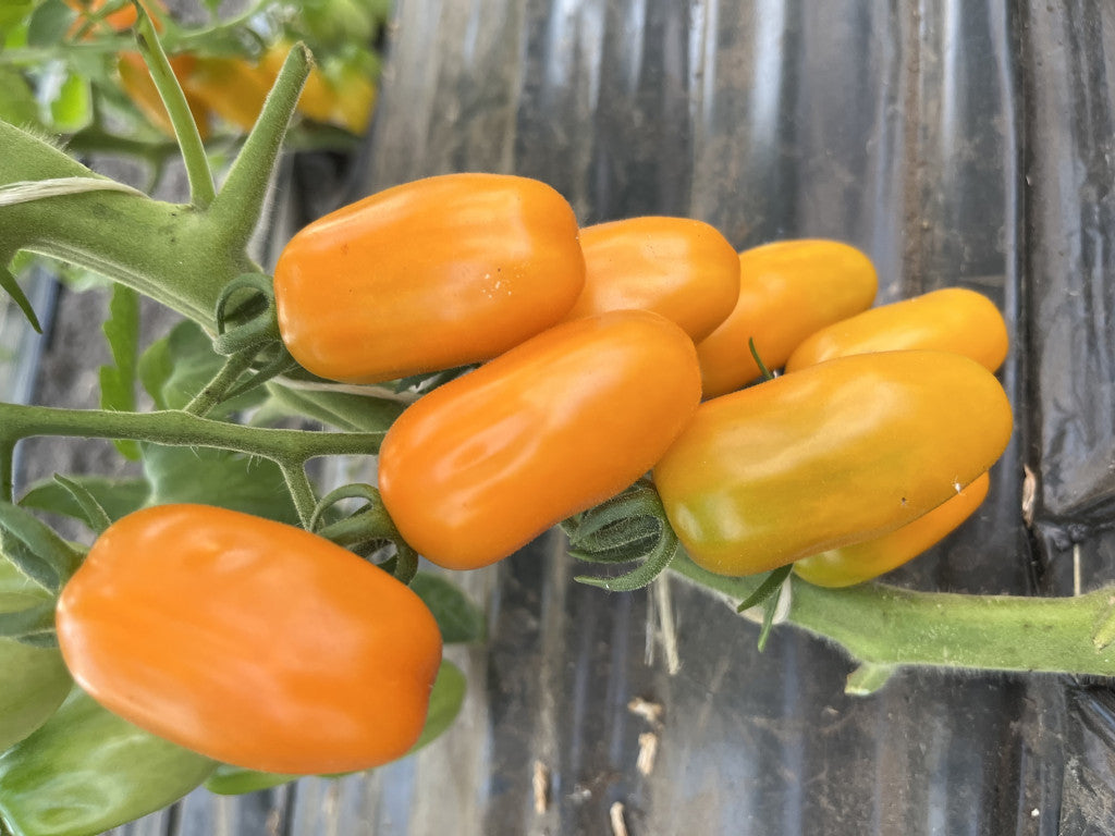 Bio Mini szilva Paradicsom -50 dkg