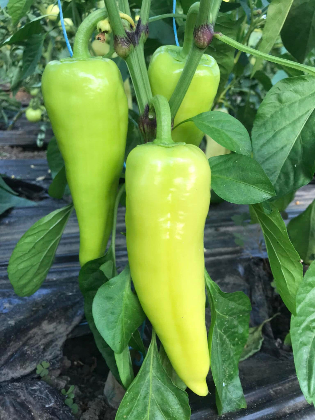 Bio Zöld TV paprika - 50dkg