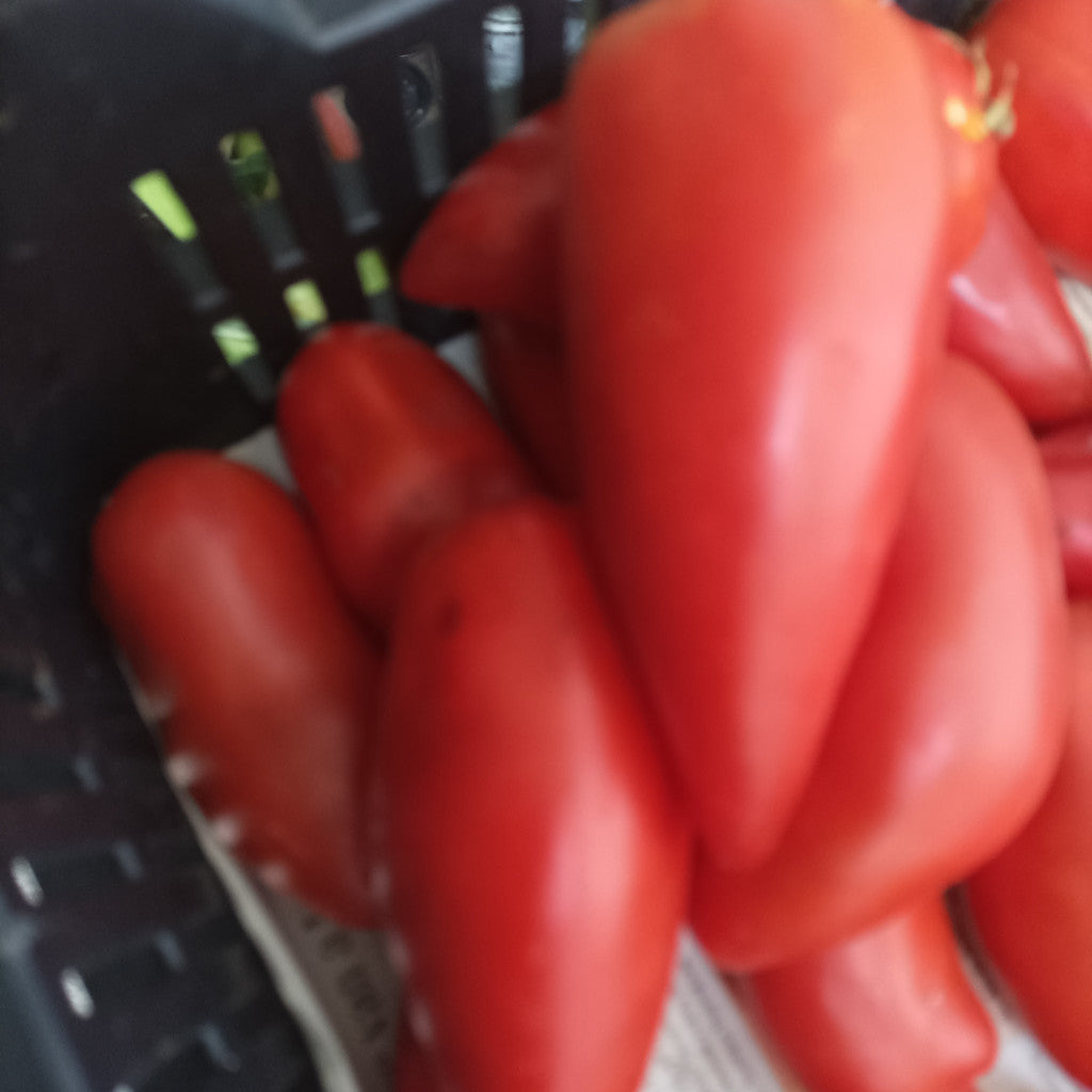 Paradicsom -Paprika alakú -1 kg