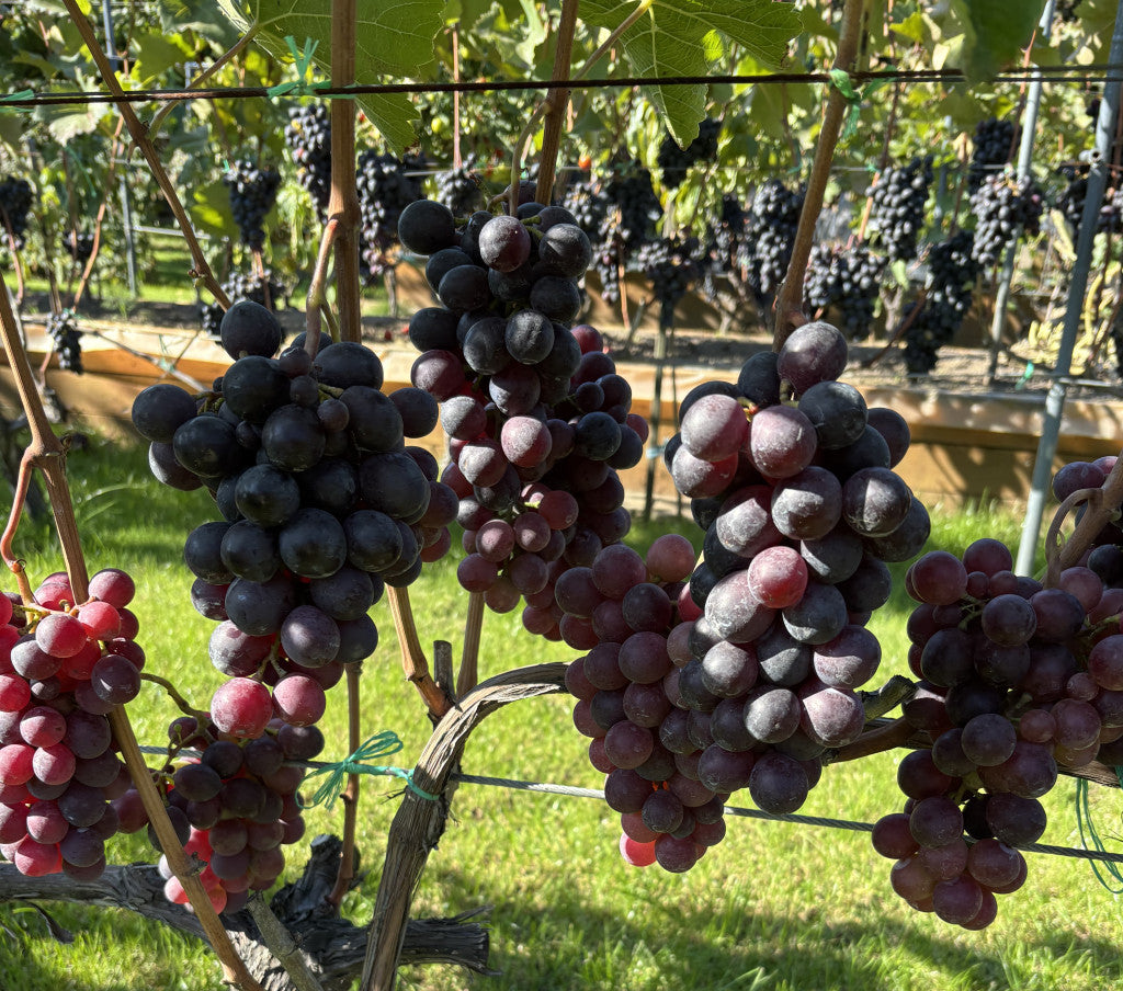 Rózsaszínű csemegeszőlő