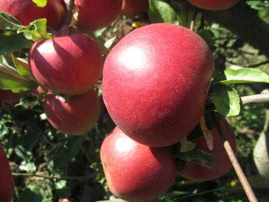 Alma  -Jonathán (65 mm-től)