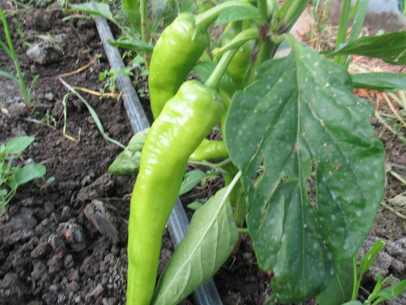 BIO hegyes csípős zöld Paprika