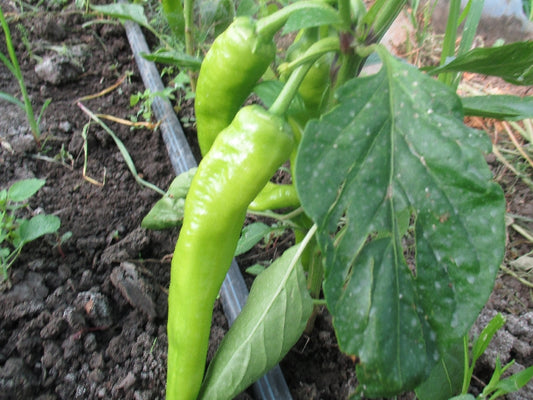 BIO hegyes csípős zöld Paprika