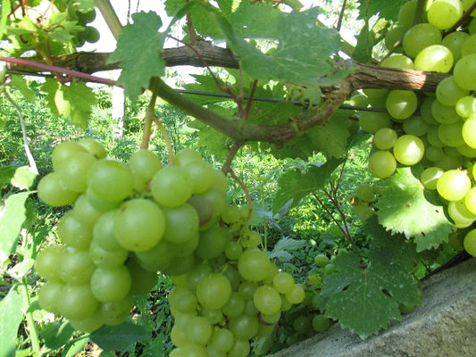 Bio csemege Szőlő -fehér