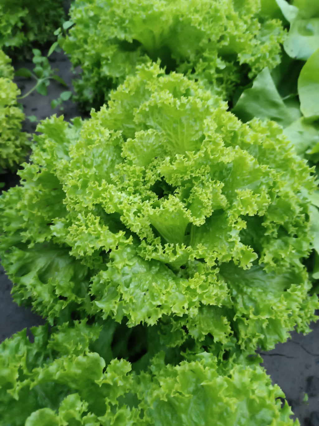 Saláta -zöldlevelű loló