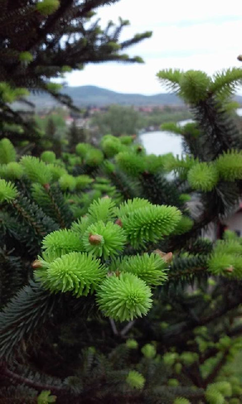 Fenyőrügy szirup  -200ml