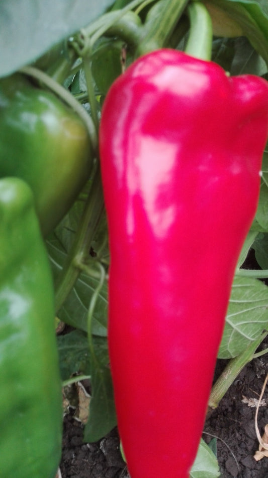 Kápia Paprika - piros -500gr