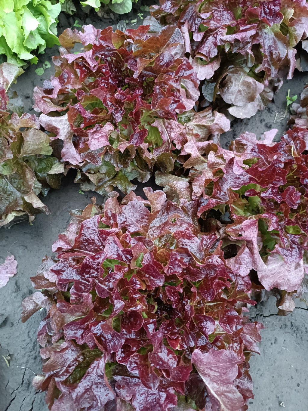 Saláta -bordólevelű tölgy