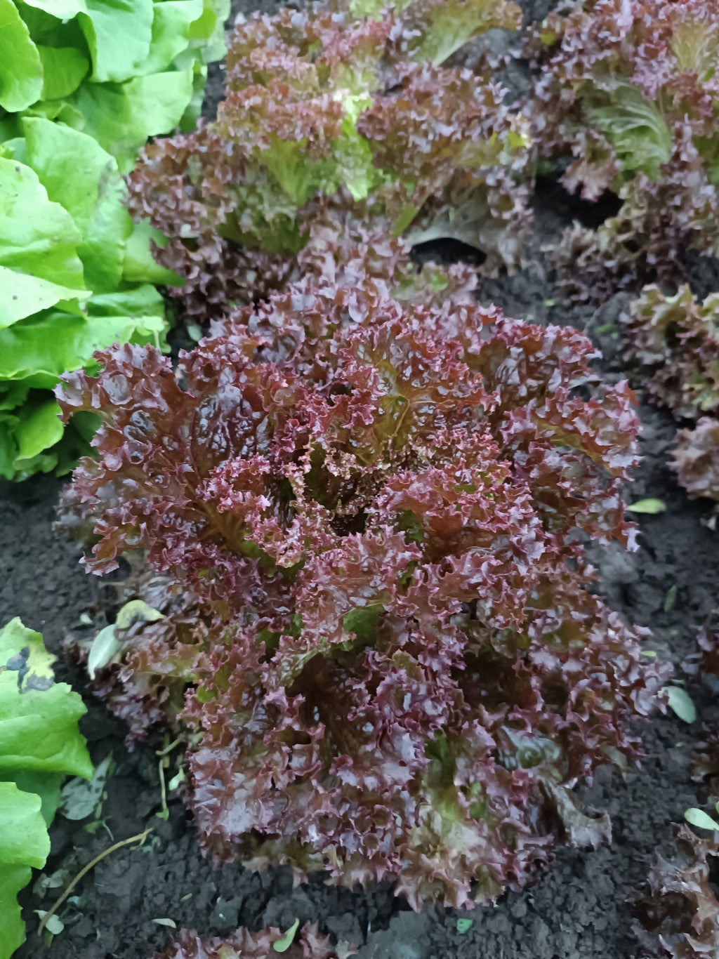 Saláta -bordólevelű loló