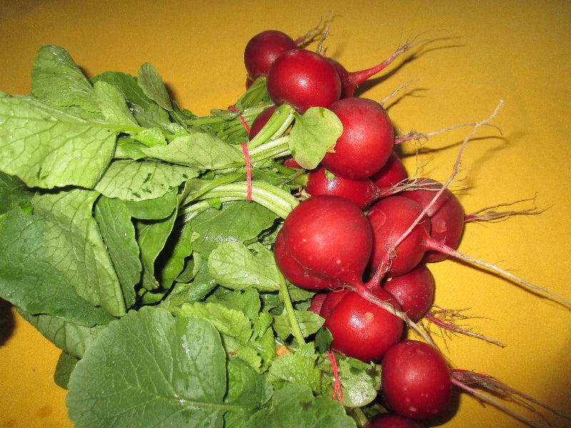 Bio hónapos retek /piros/