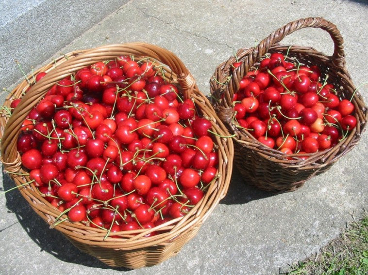 Meggy-cseresznye lekvár -cukor nélkül