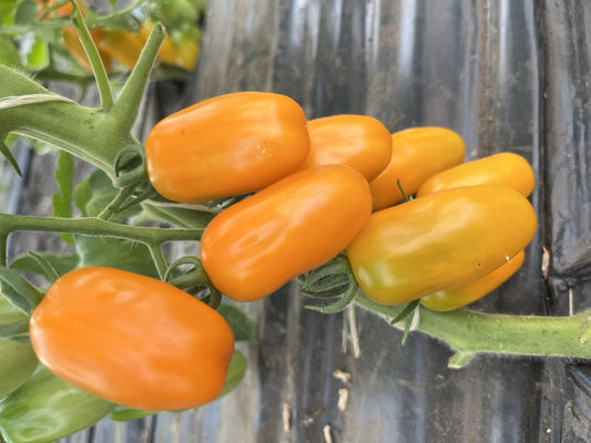 Bio Mini szilva Paradicsom -50 dkg