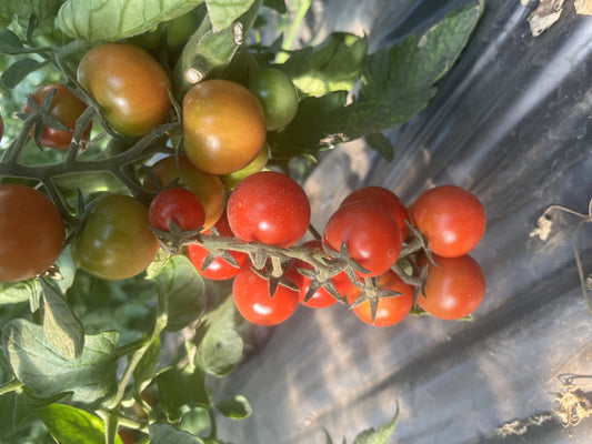 Bio Cseresznye -Paradicsom -50 dkg