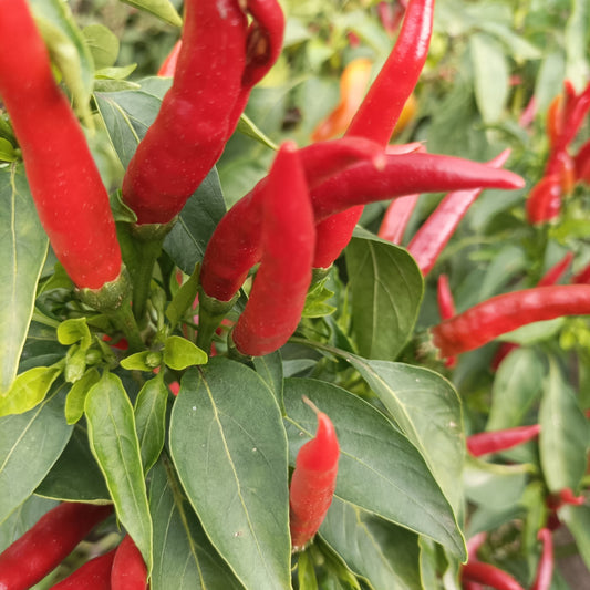 Csípőspaprika füzér -20 db/fűzér